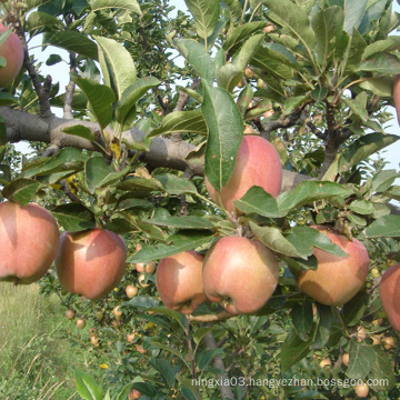 Sweet fresh huaniu apple from China shandong